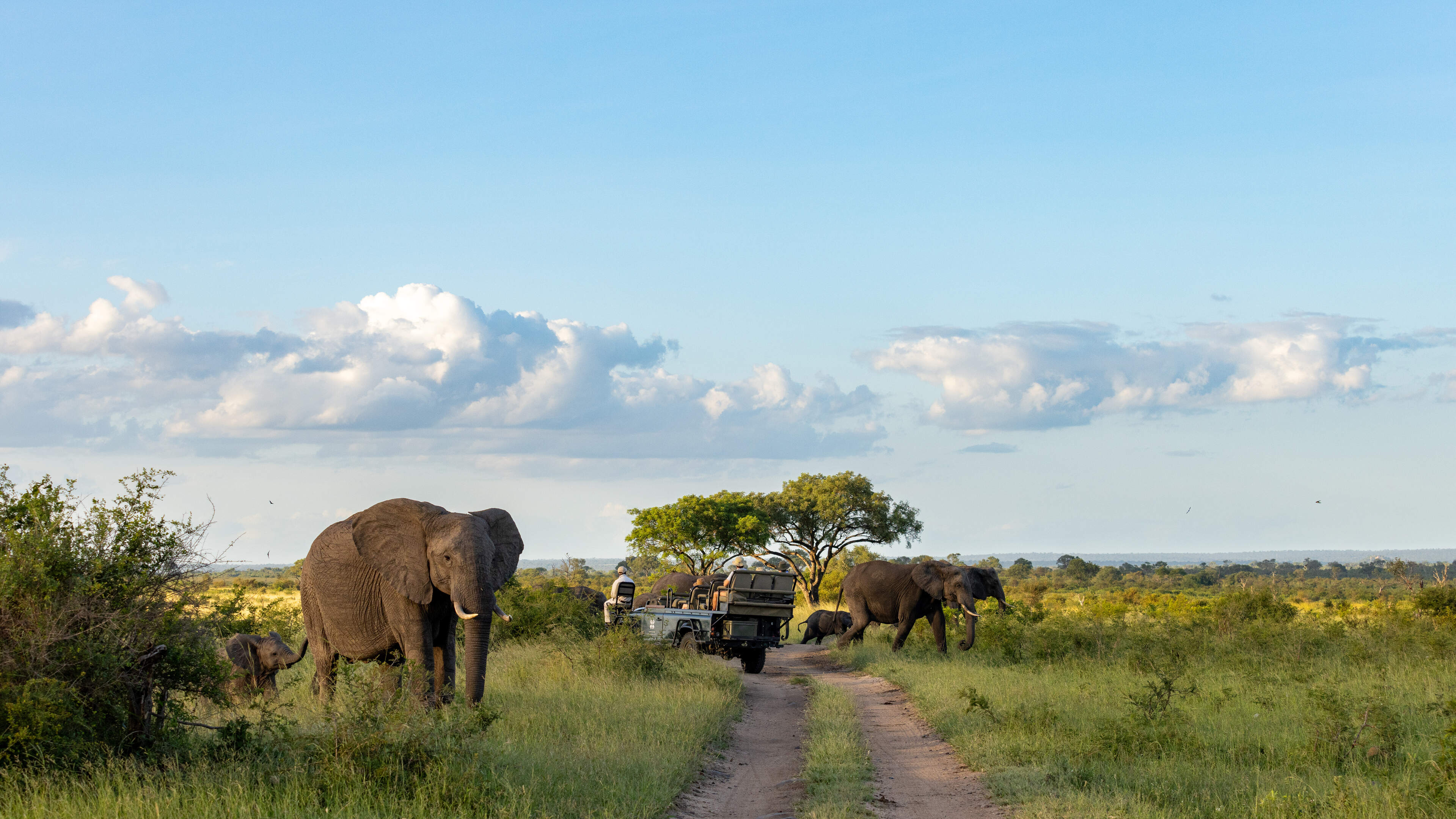 Twee toeristen gedood tijdens safari in beroemd Krüger-park in Zuid-Afrika